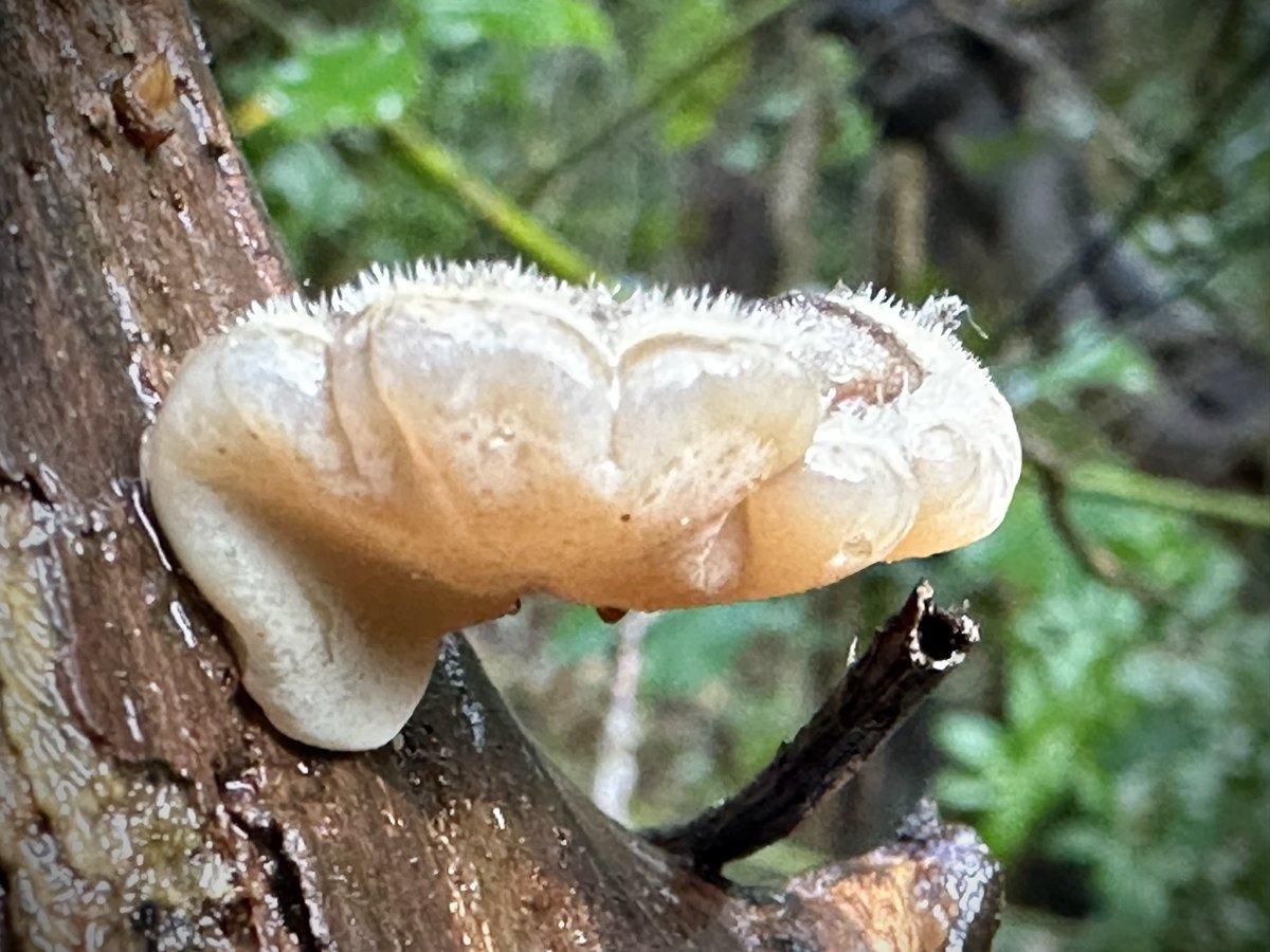 Carol Thomas tweet media