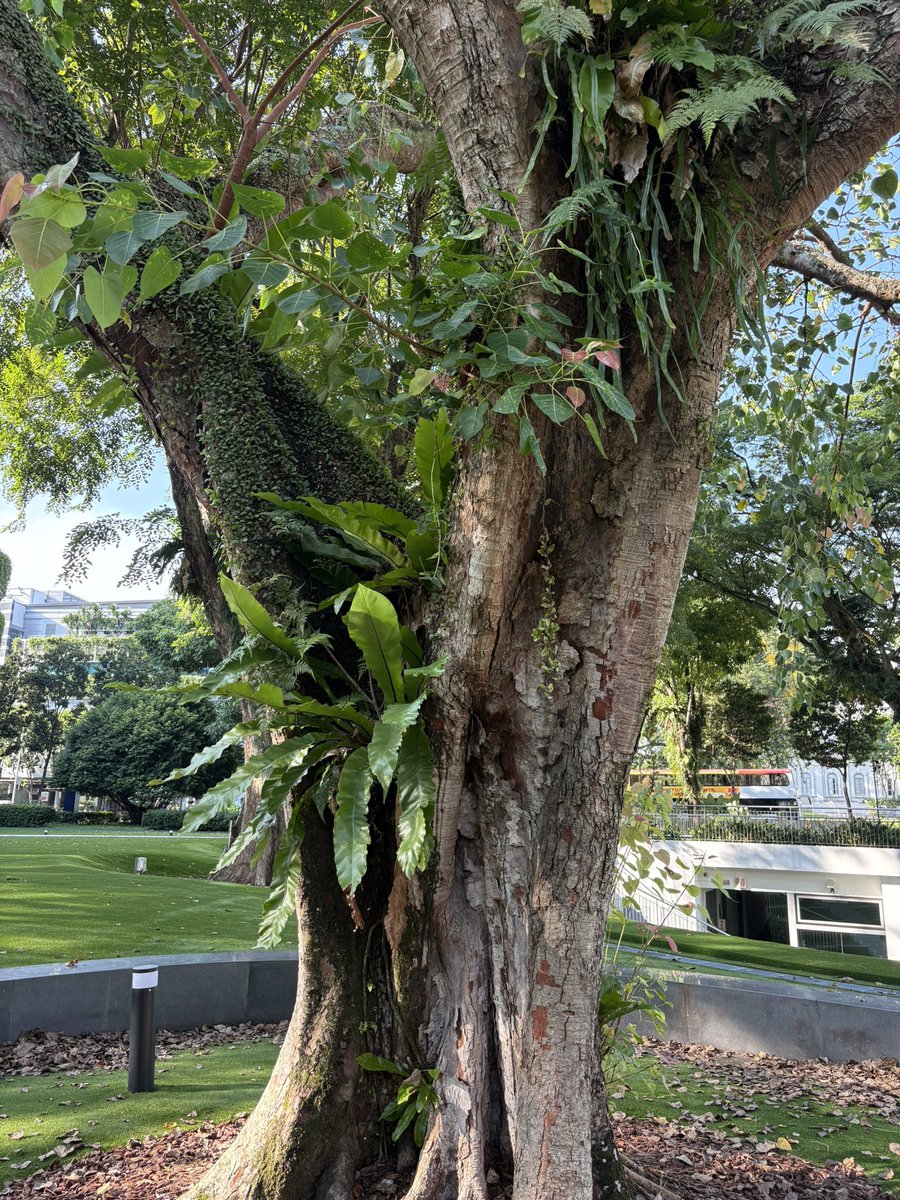 シンガポールの思い出🌳