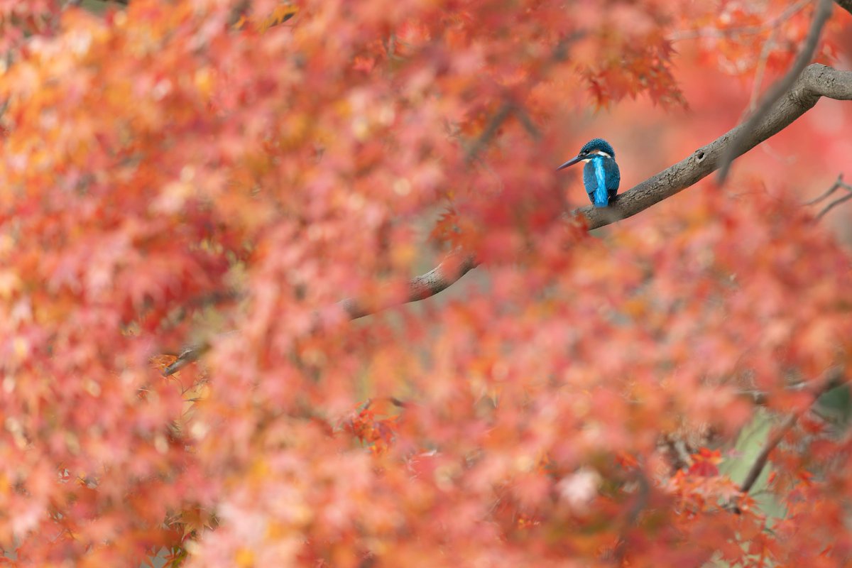 モミ🍁カワその５😊✨
#カワセミ