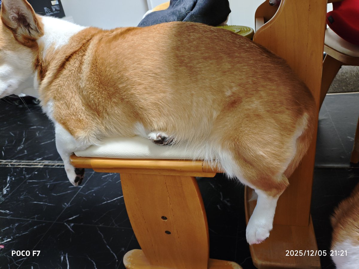 お買い物コーギー❣️ シーフーサン🍭(コーギー) (@usamikun) / Posts / X