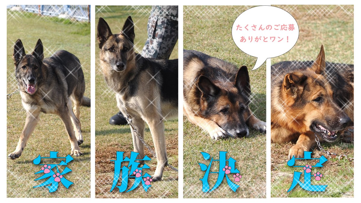komaki_airbase's tweet photo. 退役 #警備犬 の譲渡に対し多数のご応募を頂き 4頭すべてに新しい家族が決まりました
長い任務を終えた警備犬たちは 今後新しい家族のもとで幸せな第2の犬生を歩んでいきます

今回応募していただいた皆様 本当にありがとうございました！
新家族の皆様と4頭のこれからの幸せを祈っています

#小牧基地 https://t.co/ruLhq9pfXg
