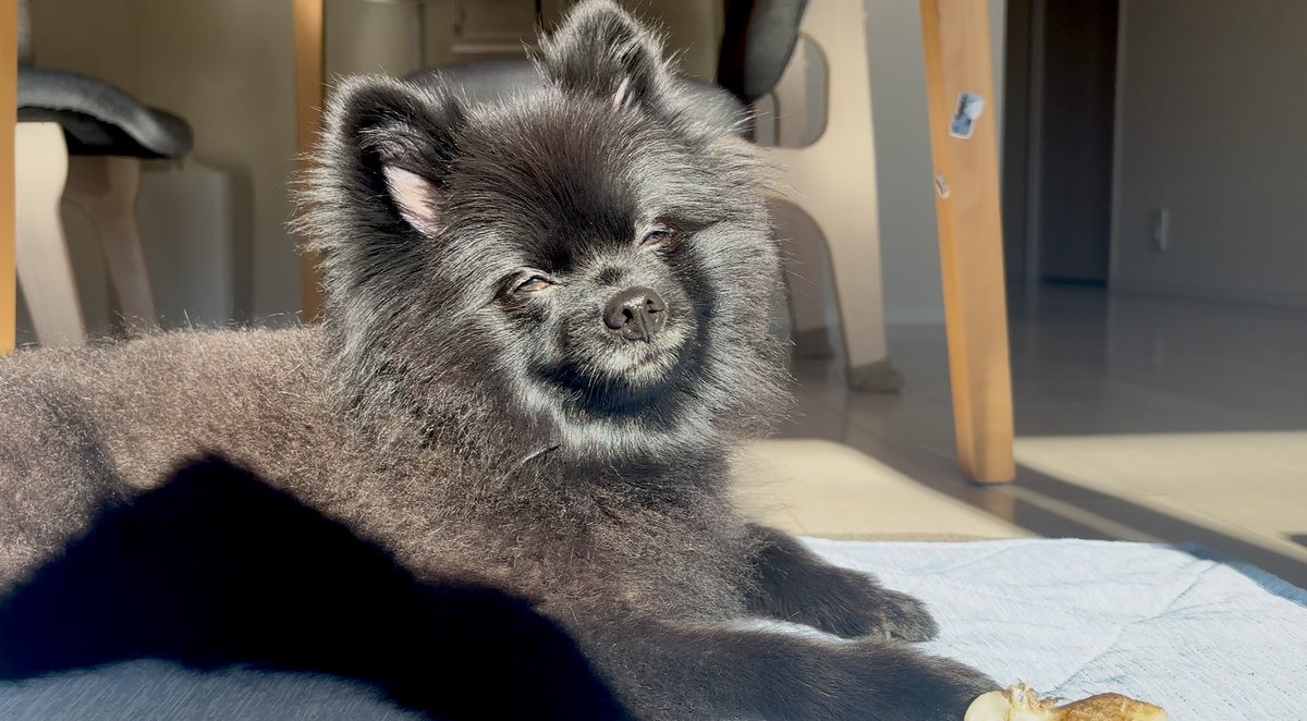 黒ポメラニアンのぷーちゃん (@phoochannel) / Posts / X