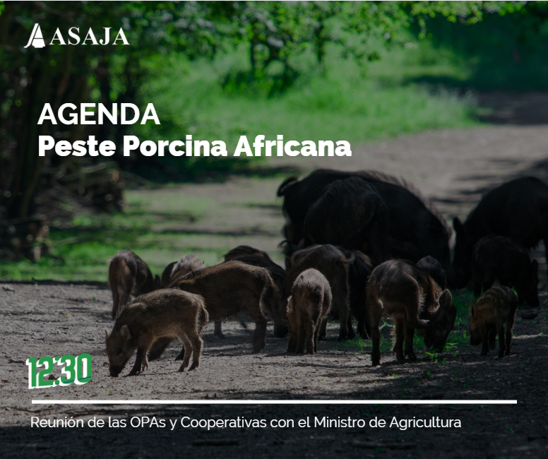 AsajaNacional's tweet image. Reunión clave sobre #PPA
Hoy, a las 12:30, estaremos en el @gobmapa  con el ministro @LuisPlanas  para analizar la situación de la PPA en fauna silvestre.

🐗 La @Generalitat_cat  ha notificado dos nuevos focos en jabalíes, dentro del perímetro de mayor riesgo.

#Rigor