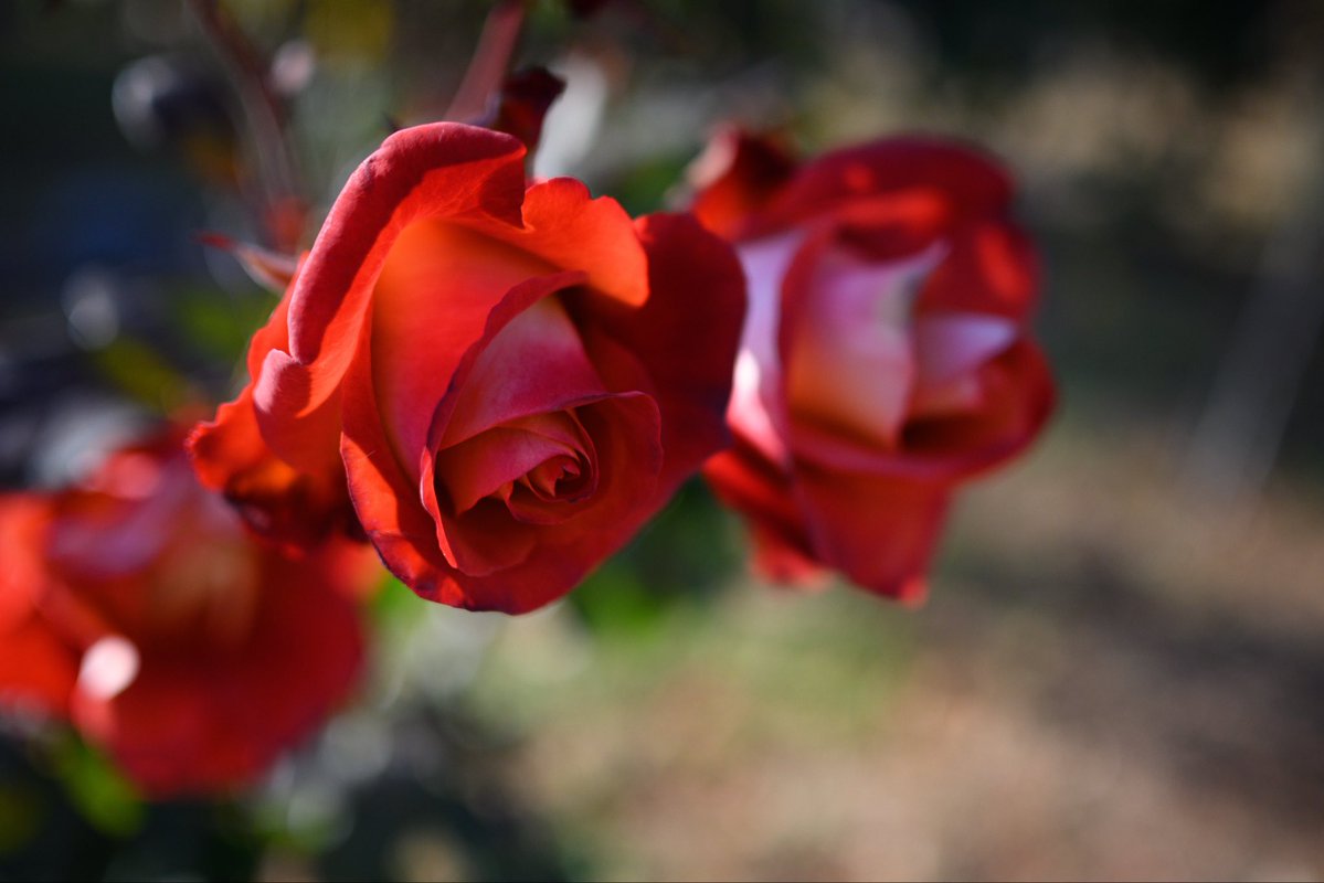 今日もお疲れ様でした #TLを花でいっぱいにしよう