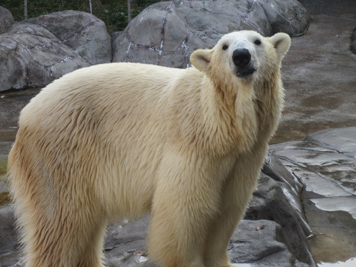 【ホッキョクグマ　ポーラの誕生日！】
＃うみ　と　＃そら　のお母さん　#ポーラ　は
本日12月5日、21歳になりました！
ポーラを含めた　＃ホッキョクグマ　の誕生日会を
12月19日（金）に開催します♪

詳しくはHPをご確認ください。
city.sendai.jp/zoo/event/2025…

＃八木山動物公園フジサキの杜　＃カイ