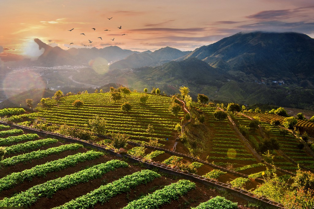 NingdeCity's tweet image. 📈🧺The taizi #ginseng industry in Zherong county, #Ningde, has shifted from simple trading to include cultivation, pharmaceuticals, and liquor production, driving innovation in Zherong's health and wellness sector. #TheGloriesofNingde #TheGloriesofNingde