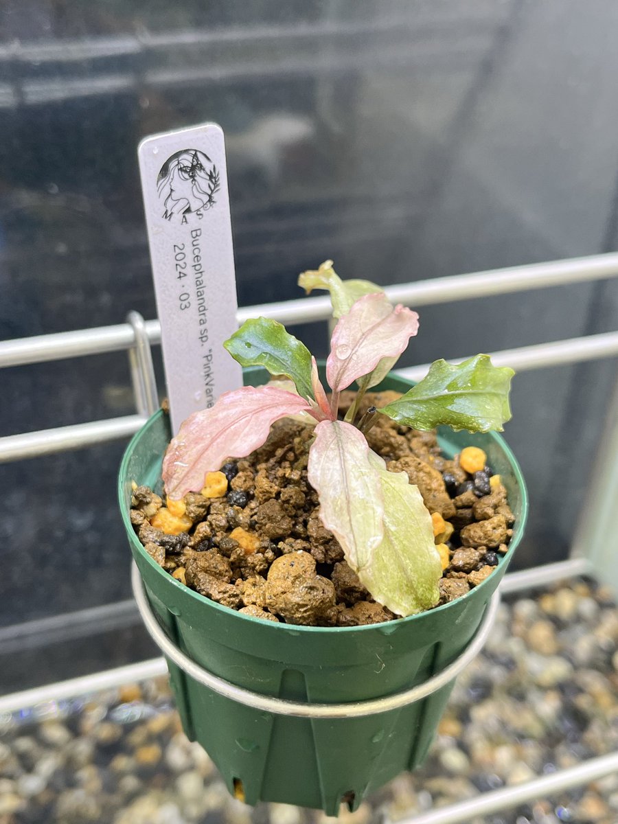 MASA ブセ活中 ホマ (@masamasa07166) / Posts / X