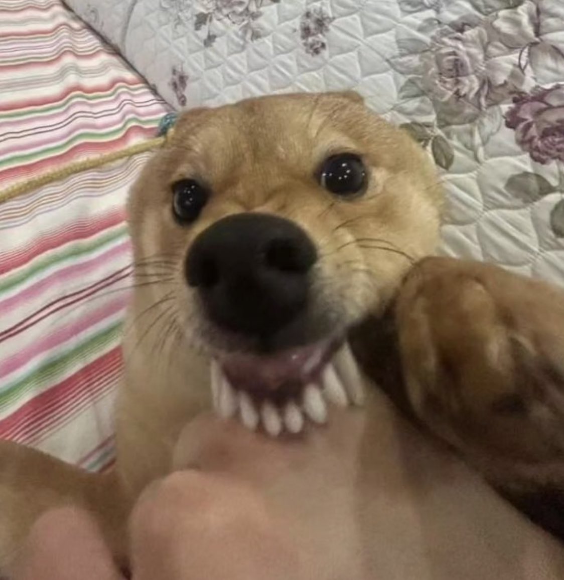 STOP BEING CUTE REN ZOTTO