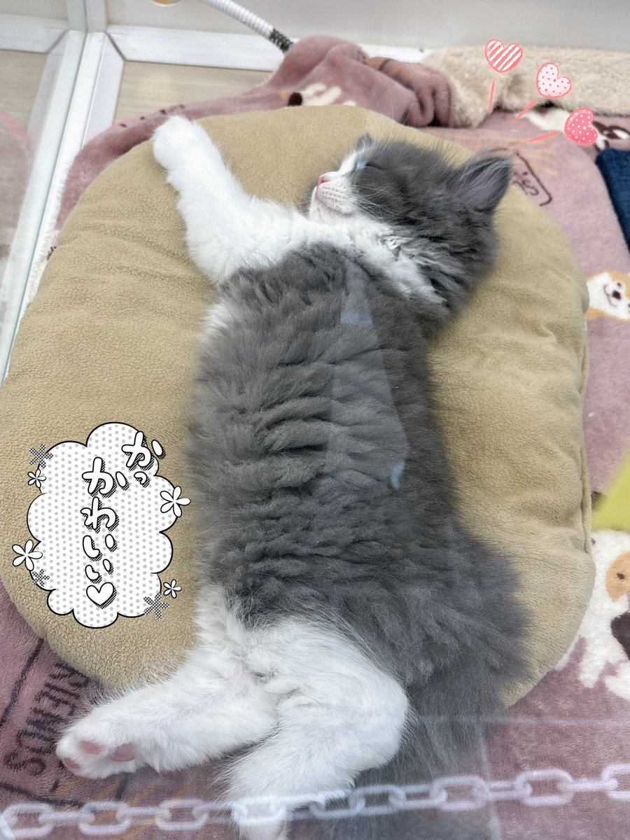 お疲れ様😄✨ 帰りにペットショップよったら 天使おった