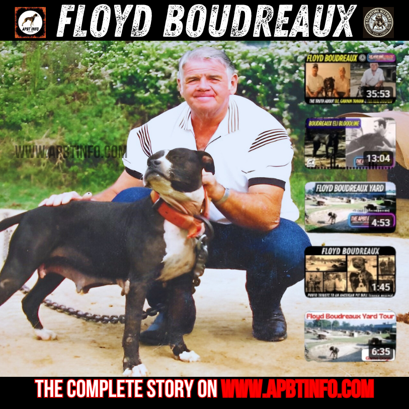 HollandAPBT's tweet photo. Floyd Boudreaux (1936 – 2025) A legendary pitbull breeder, mentor, and dogman.

More than a breeder, he was a legend. His name lives forever in the history of the APBT.

All About Floyd Boudreaux https://t.co/FjLD0HKFPj https://t.co/ImmExbP7P6