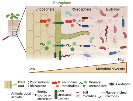 plantae_org's tweet photo. Plant Science Research Weekly Dec 5, 2025   https://t.co/0lnlSMWeYU 
Review: Complete guide to metabolomics
Review: Root exudates and rhizosphere microbiome; Perspective on polyploidy in crops; 
Soybean evolution insights from 8105 genomes; (1/2) https://t.co/pUAxSVtyUs