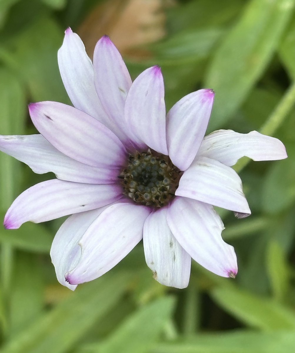 SkylarkArtist's tweet photo. Good morning Osteospermum…
summer flower out in December
#GoodMorning #Osteospermum #summer #flower #December #Inverewe #microclimate #ScottishHighlands
💜💜💜 https://t.co/GDaexzKVQi
