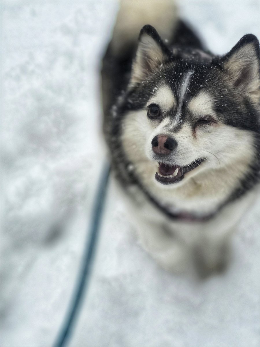 WalkinDogwalk's tweet photo. Miss Snow wants to tell you all about her weekend plans this happy #FriYAY !
😁❤️🐾💙❄️🐶🐕❤️🐾
#sassypomsky #pomskylove #walkinthedog #snowdogs https://t.co/qSDNrmJErR