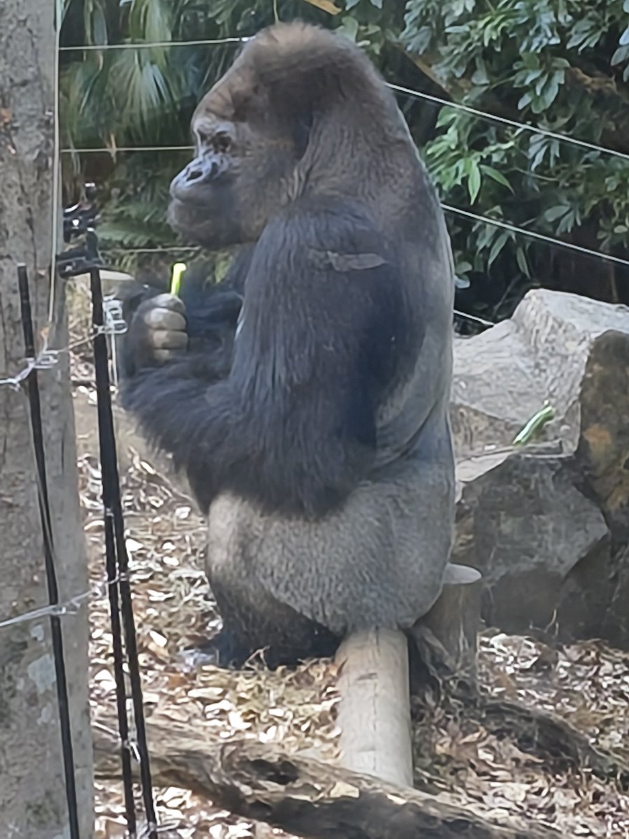 今日は1人動物園行ってきたよ〜！ なんか夢にゴリラ出てきて、本物見