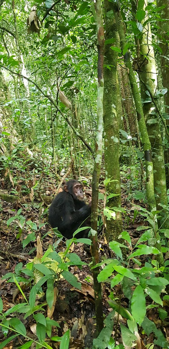 EddieTourGuide's tweet image. Enjoy a low budget 6-day with @LenaTours_ and experience chimpanzee and gorilla tracking, all perfectly organized, with great accommodations and meals. 

Visit our website lenatours.africa

For inquiries, Call: +256 740 026 700.

#Gorillatracking