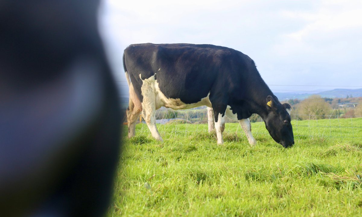 Kilsunny_Herd's tweet photo. The only downside to having quiet and inquisitive cows is their constant desire to photobomb the most perfect of shots 😂📸
#docility #lovecows #britishfriesian https://t.co/gnn6cdzgk7