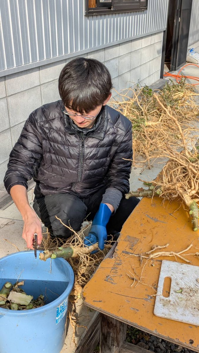 corsoyard's tweet photo. トロロアオイの収穫

無農薬自家栽培のトロロアオイの収穫を行いました。

手漉き和紙を作る上で欠かせない植物ですが、コルソヤードで使用するものは全て自家栽培のトロロアオイです。
洗浄を行なったのち、小さく切り保存殺菌剤不使用にて保管します。 https://t.co/uFaZvbBCwv