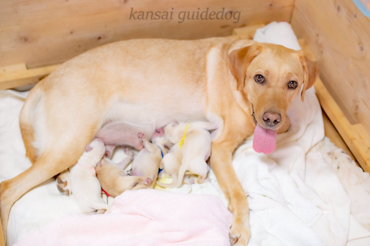 あんころもち (@mr_ankoro) / Posts / X