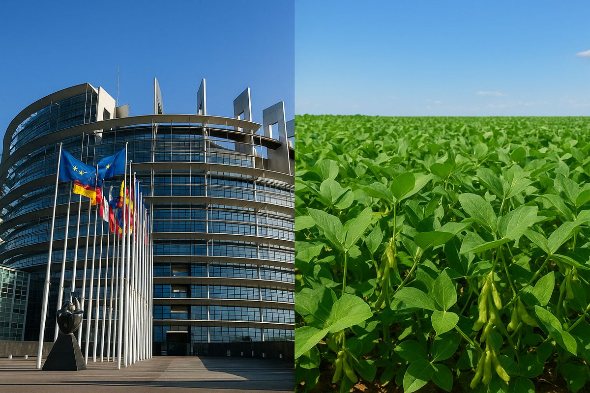 The #EU has reached a provisional agreement to revise the #EUDR 
 
The rule ensuring that products like  #soy, #soymeal and #palmOil enter the EU market #deforestation-free. The deal delays application for all operataors to 30Dec2026 and simplifies. Formal adoption still pending.