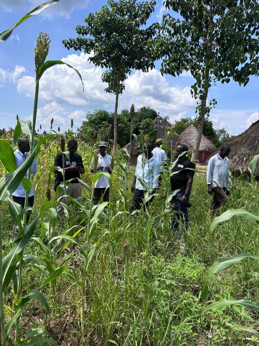 Rootical tweet media