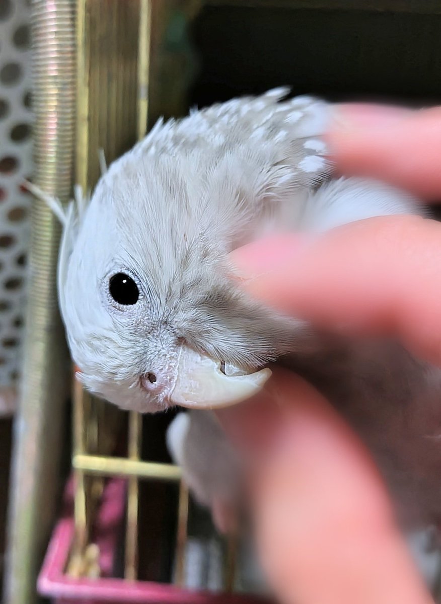 モカちゃんお留守番お疲れ〜
#オカメインコ
#インコ
#ただいま
#むにむに
