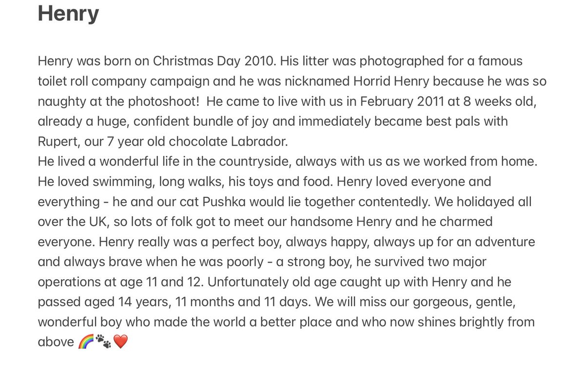 Henry 
25 December 2010 - 4 December 2025
Pals, it is with much sorrow that I must let you know that Henry has made his final journey 🌈
He was a wonderful, handsome boy and we will miss him so much 💔🐾🐾🐾❤️