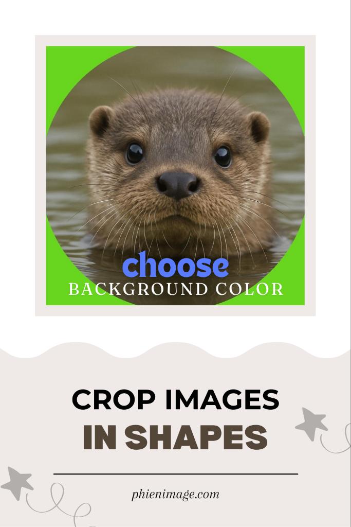 phienimage's tweet photo. Cute baby sea otter 🦦 image cropped for free!

👉 https://t.co/oylTNHQvBD

#otter #cute #Dhurandhar #LISA #heatedrivalry #paobc #ZeeNuNew https://t.co/BhI9GVMe6T