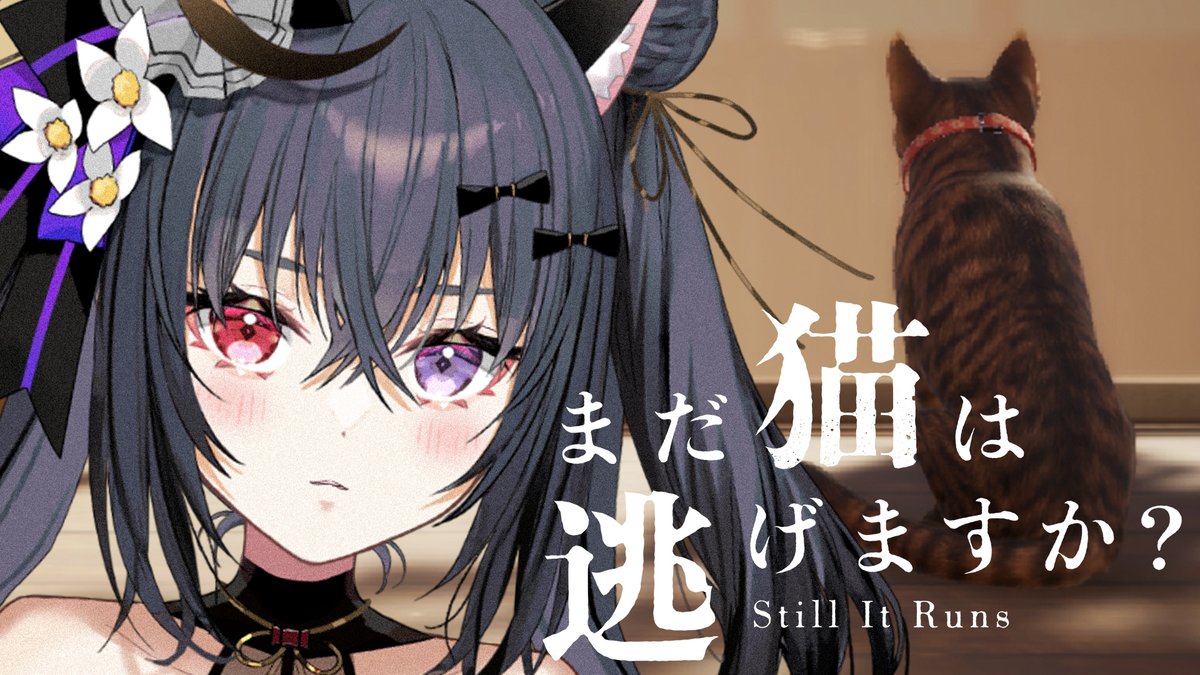 ⋱ 💜🐱今日の配信告知🐱💜 ⋰ ⏱ ̖́ 18:00〜 🐱 まだ猫は逃げますか