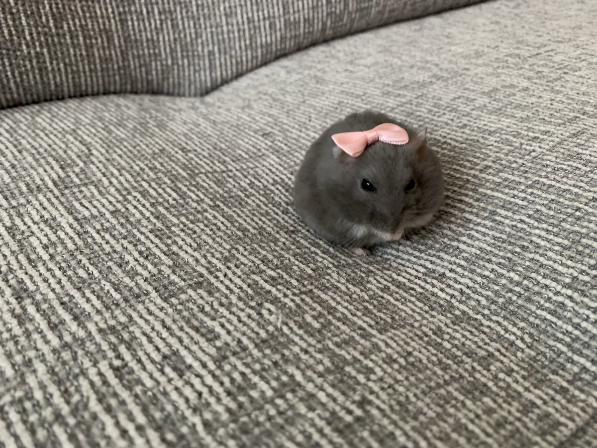 私「なんでおリボンちゅけてるのー？」

ハムスター「…お前がつけた」