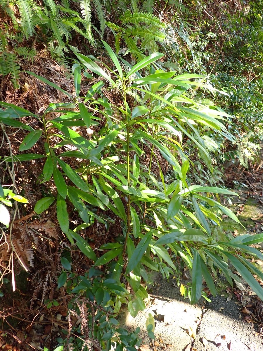 ミミズバイ

寒い所以外ではどこでも超普通に見かける木だけど(多分眉山にも生えてる？)、最初の頃ミミズバイを知らなくて、何の木なのか全然わからなかった

漢字表記は蚯蚓灰が多いけど、調べたら美美津灰とか耳頭梅、耳朶灰っていうのもあるのね👀
ミミズ(蚯蚓)に由来はしてなさそう