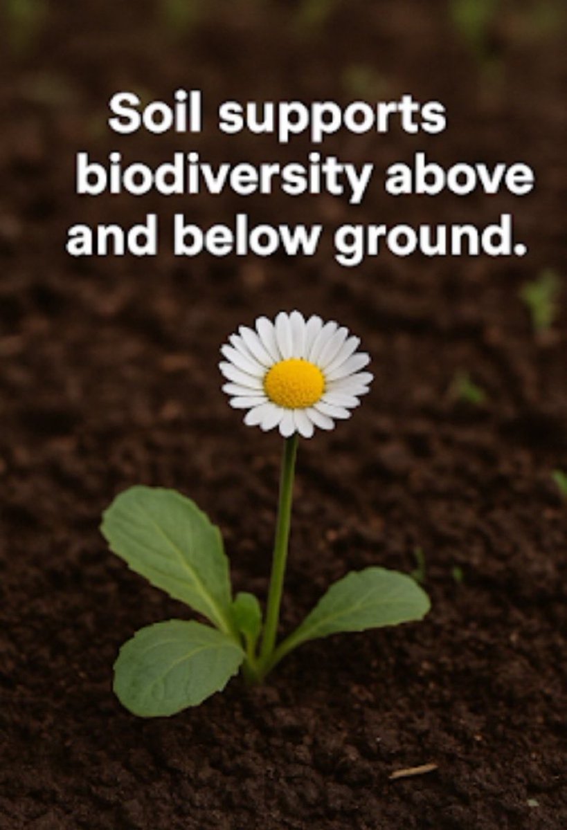 kamallala8's tweet photo. @AbiluTangwa That is why it is imperative to #SaveSoil from degradation.
#WorldSoilDay 
#SaveSoilSaveBiodiversity 
#SaveSoilSaveRivers 
#SaveSoilSecureFutureGenerations
#SaveSoilFixClimateChange 
#ConsciousPlanet https://t.co/Z17dlEyAil