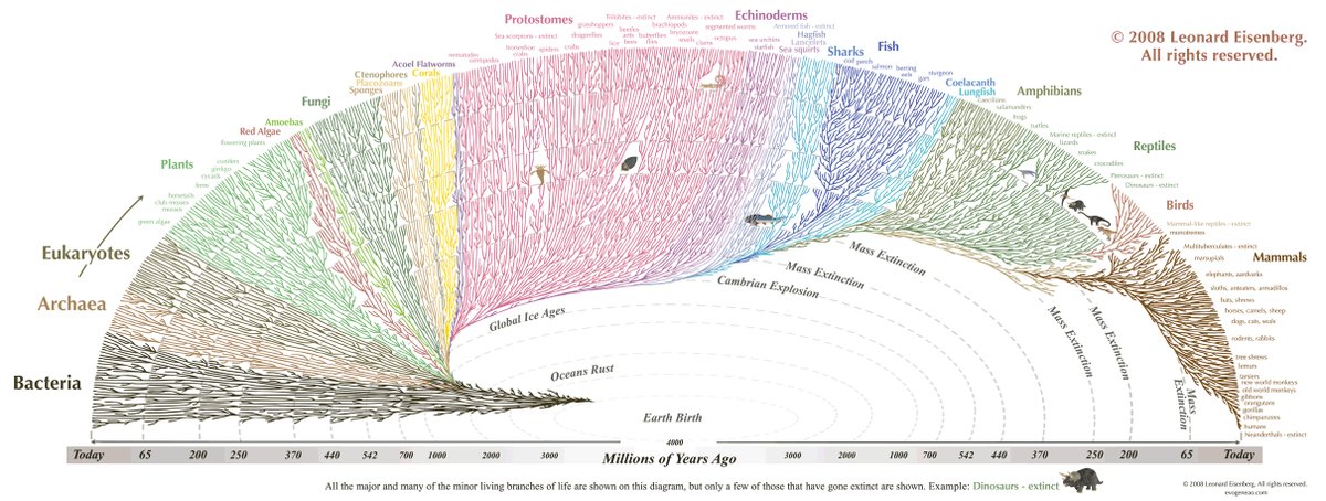 StatisticUrban's tweet image. You sit at the extreme tip of a four-billion-year web of connected life, graphed here in a way that barely manages to capture even a sliver of the true complexity.

Cope.