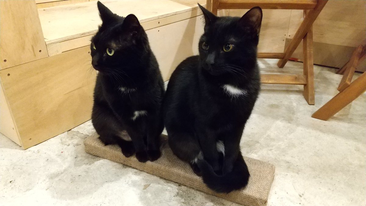 黒猫かわいい🐈‍⬛ Community on X - 33 Members