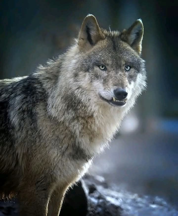 Wolves_Lover1's tweet image. #Wolves #wolf