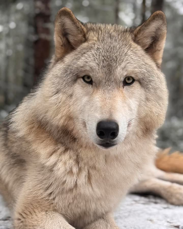 Wolves_Lover1's tweet image. #Wolves #wolf