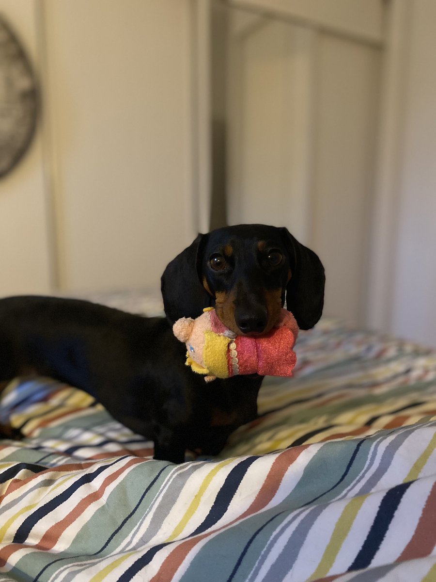 ceseph's tweet photo. Bonjour! ❤️🐾 #teckel #teckelkaninchen #tootsiedevilsrock https://t.co/6xHoyM0DgQ