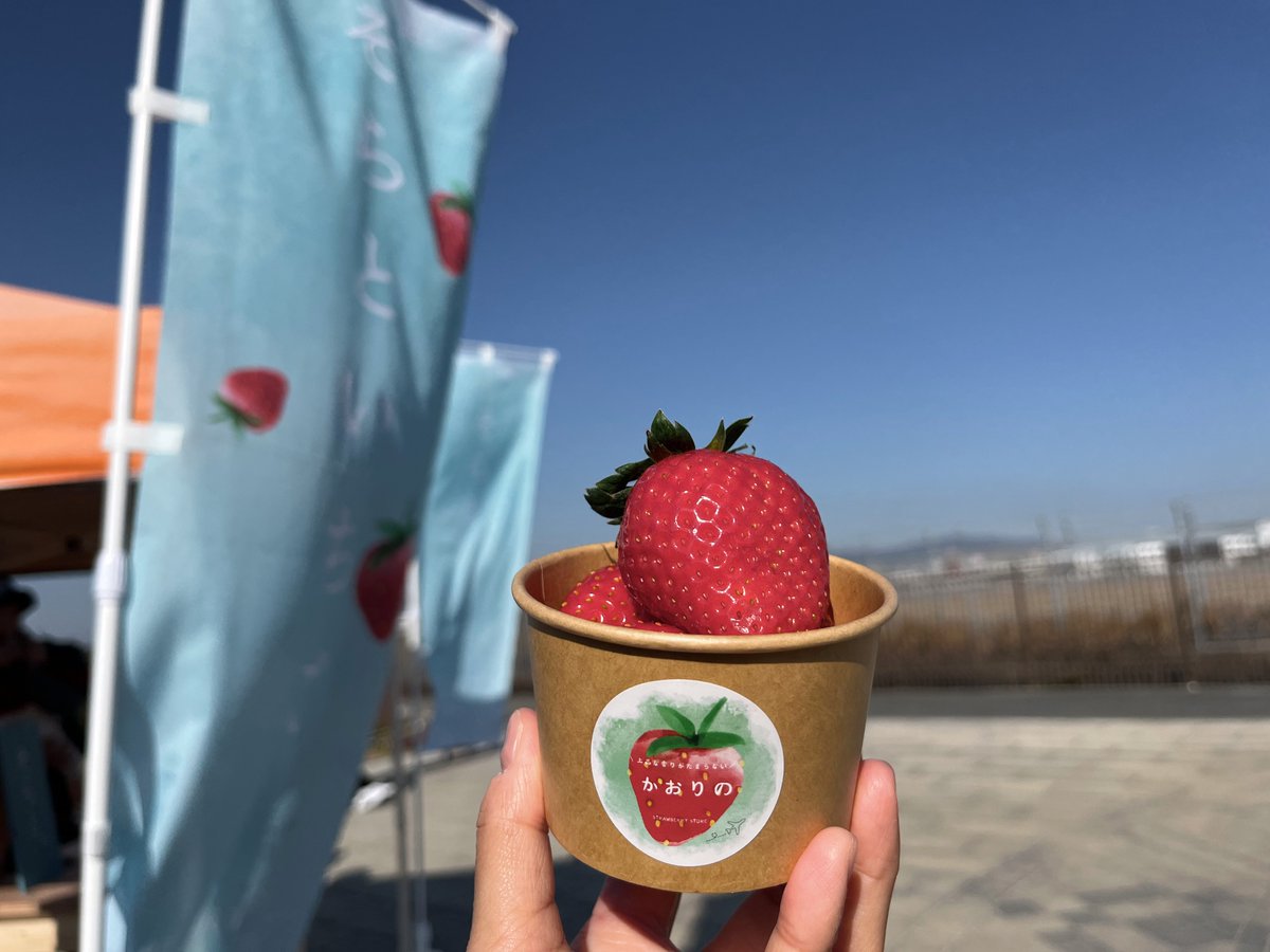 🍓12/6（土）いちご販売のお知らせ🍓 「そらといちご」さんの朝採り