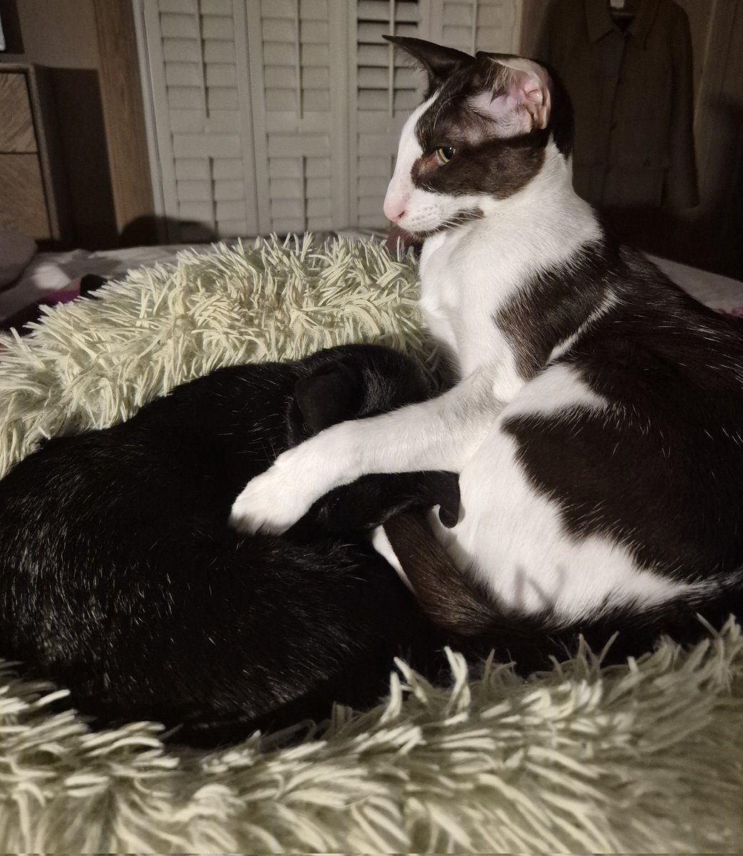 Matteo, don't listen to Gustav. I am not a naughty boy. Lorcán 😾#CatsOfTwitter #meezer