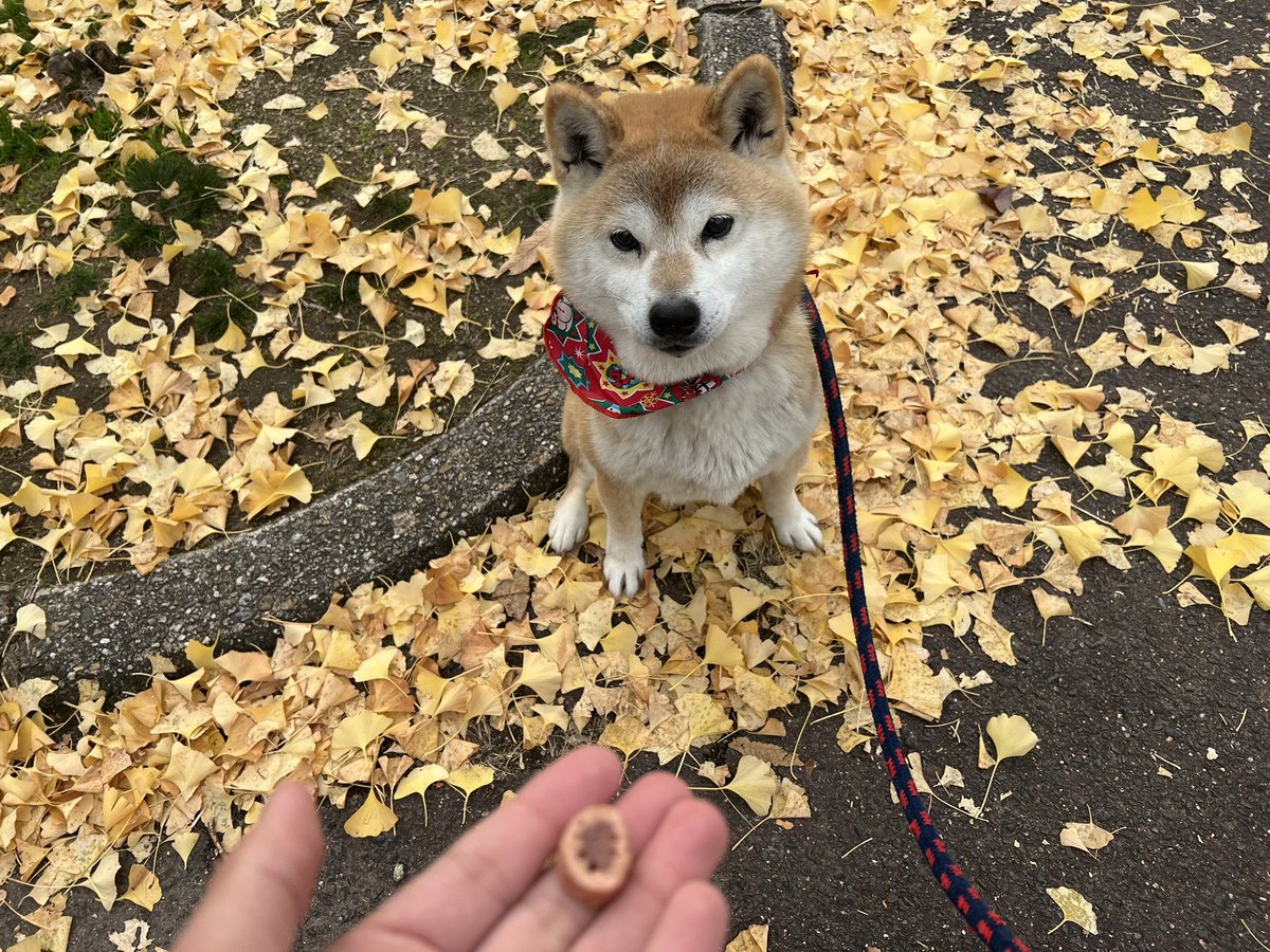 daigo_nara's tweet photo. イチョウの上でおやつタイム🍪

#柴犬 #しばいぬ #犬好きさんと繋がりたい #shiba #shibainu https://t.co/q6EAn4ILkQ