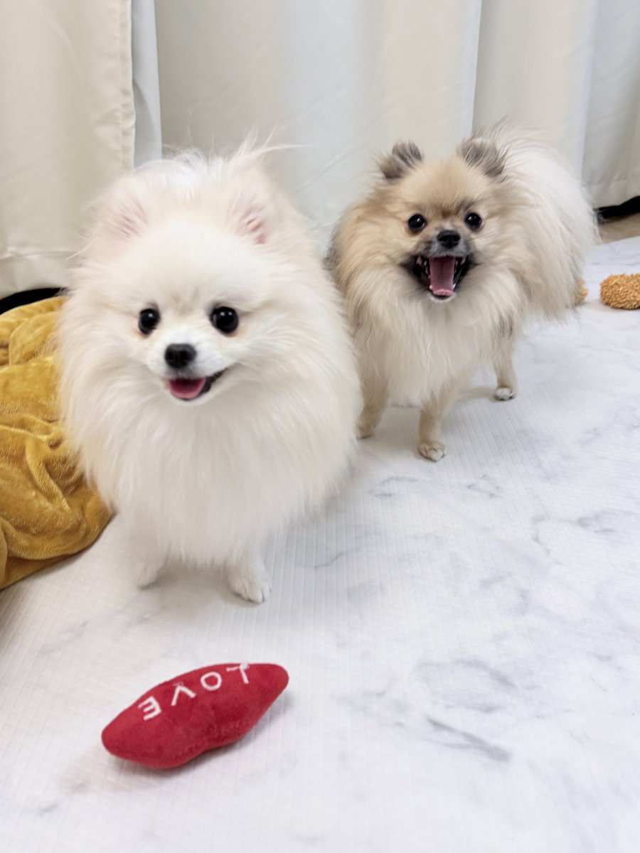 G7ZPlBbb0AErYM1.jpg?format=jpg