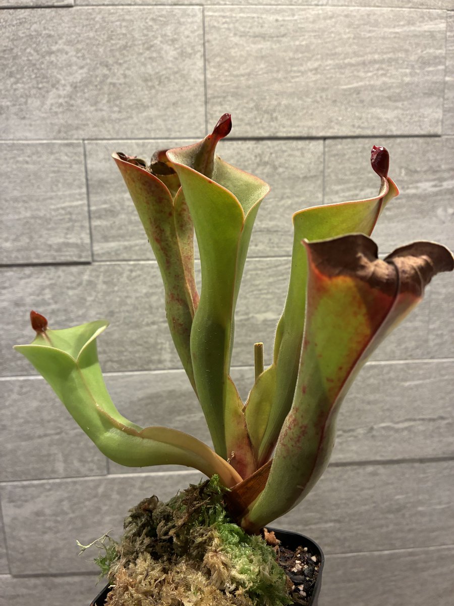 Heliamphora ionasi (Killer/RG) x parva (hairy)AW 去年輸入したが