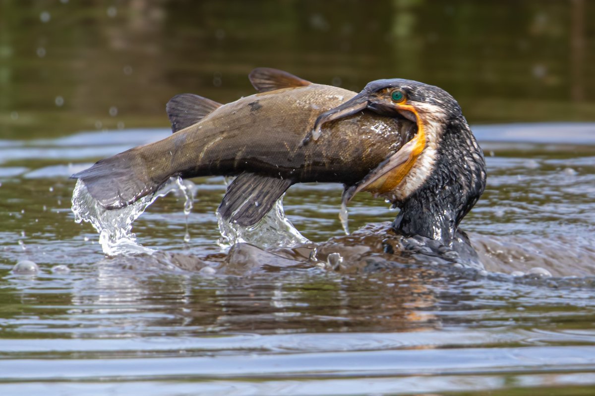 Sommige momenten in de natuur zijn te bizar om te beschrijven maar hé.. tis de natuur.. 

#Aalscholver vs #zeelt.  #troegwold