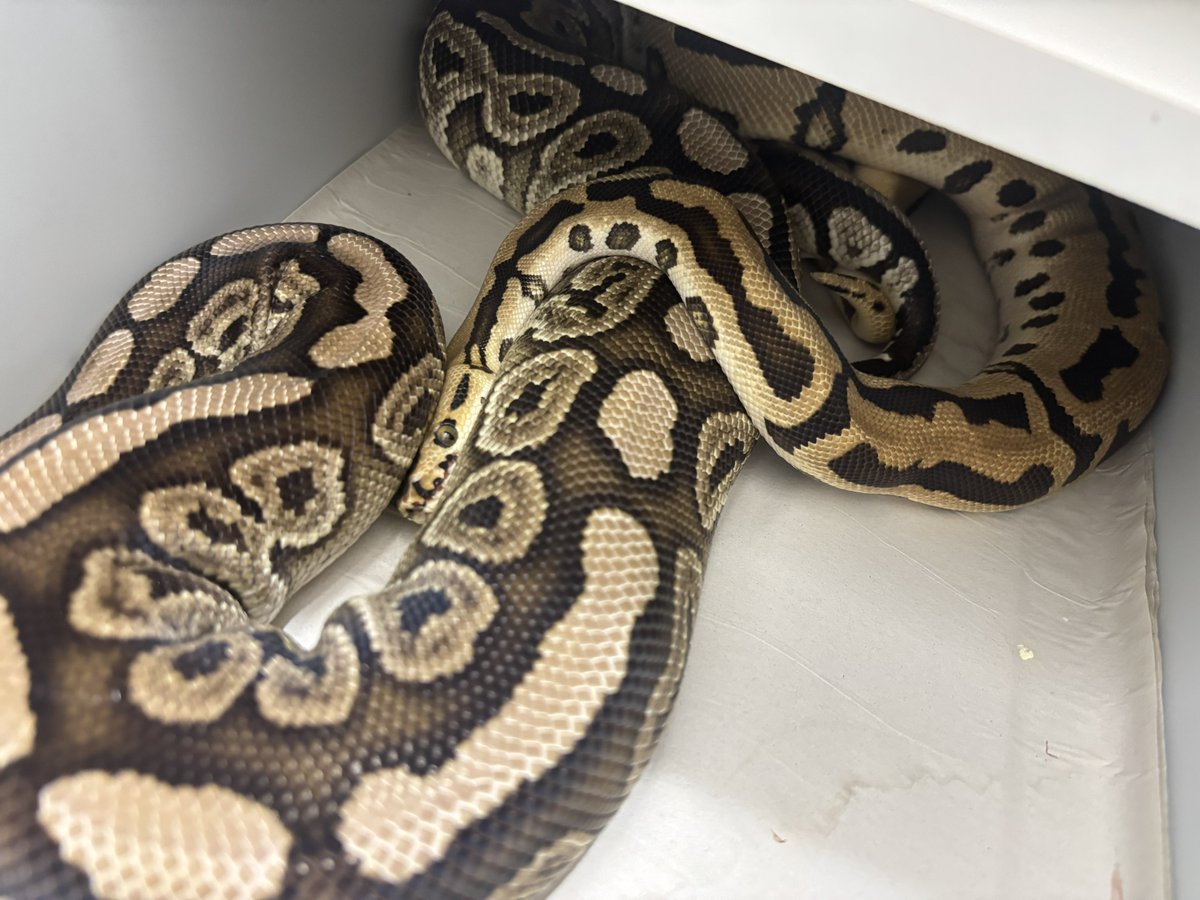 na___Python's tweet image. 爆睡しながらロック🫰