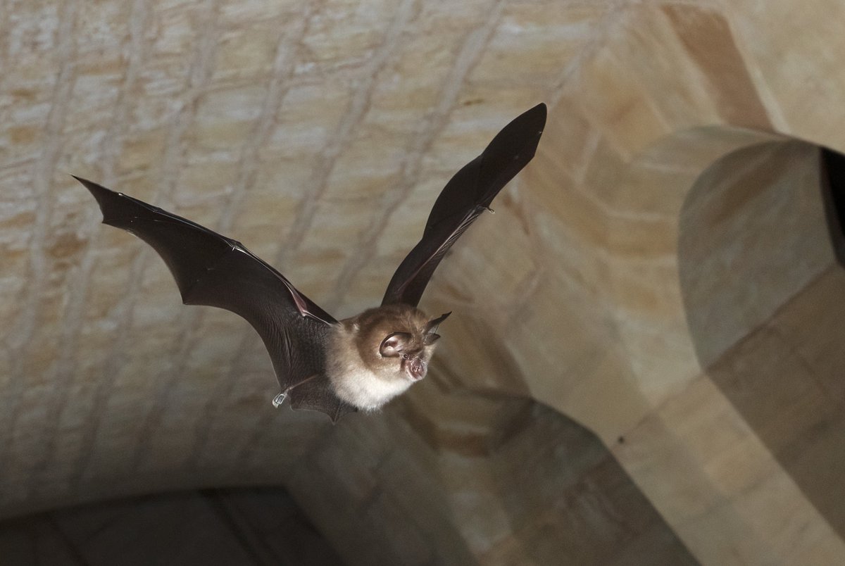 Is it better to have children early or later in life, and does parenthood speed up ageing? A new study from University College Dublin offers has tackled these questions with some help from Greater horseshoe bats. 🦇 

Researchers found that reproducing early in life carries