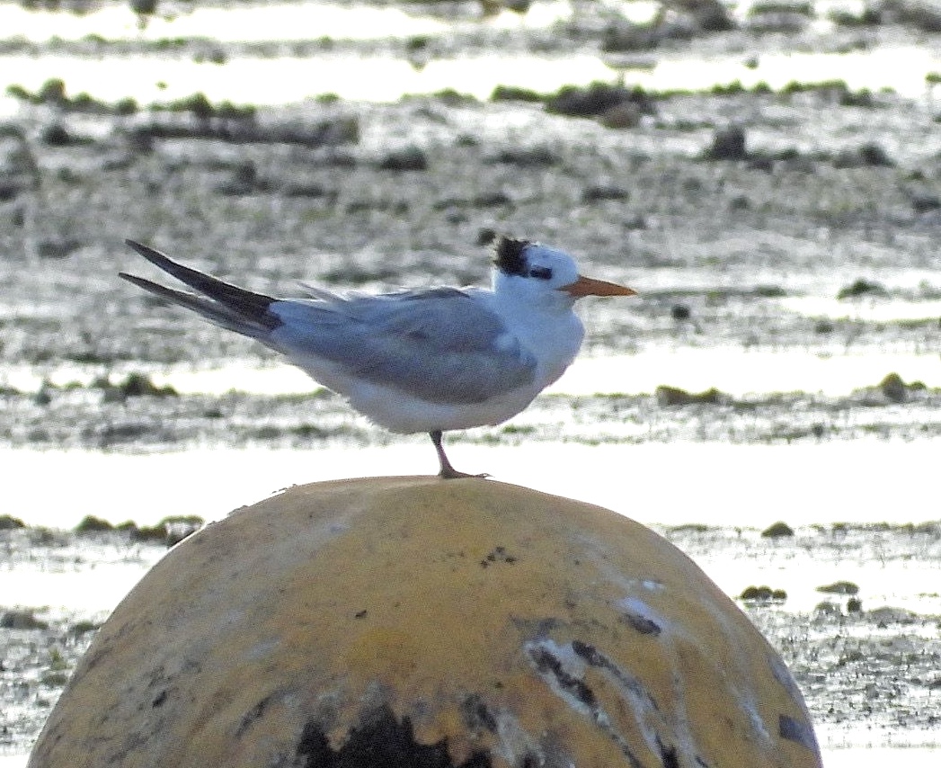 Stuart Line Cruises tweet media