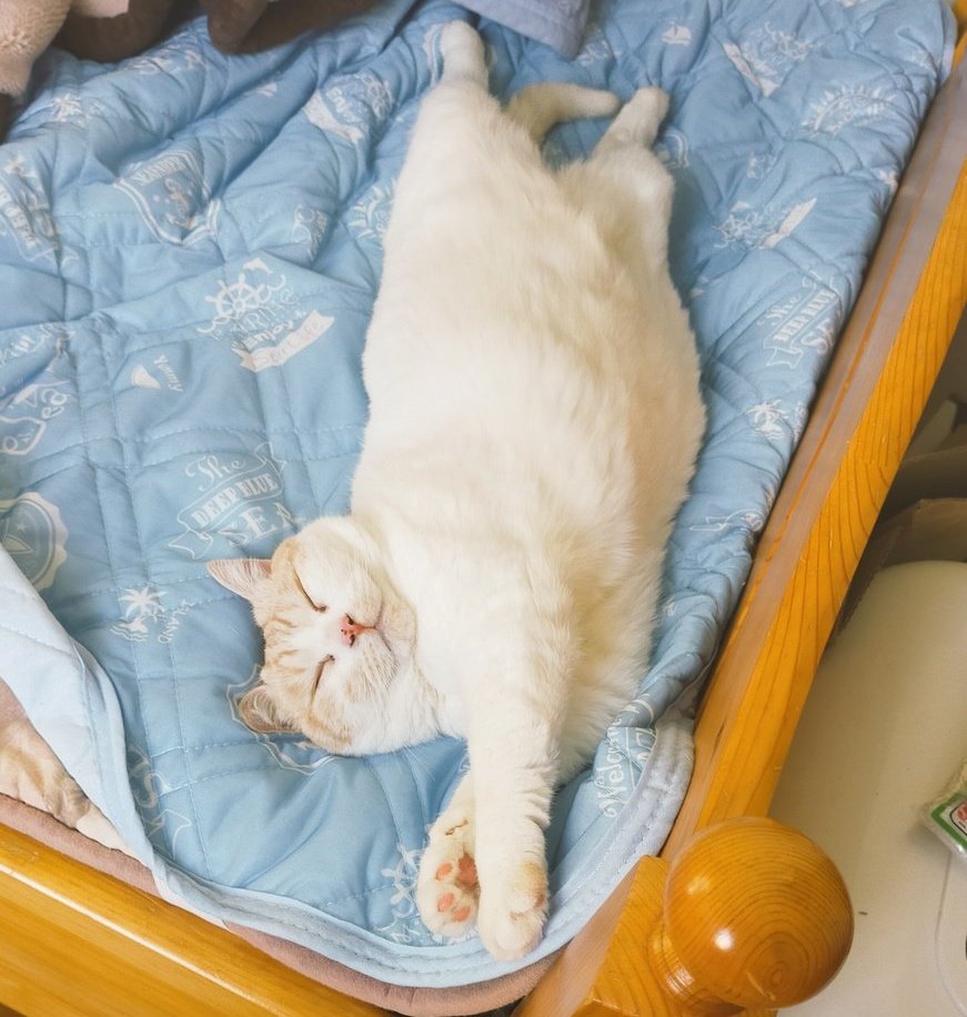 つやつやもふもふ