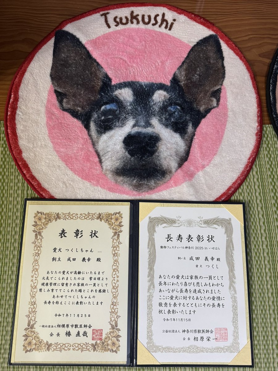 わんわん (@kote_tsuku) / Posts / X