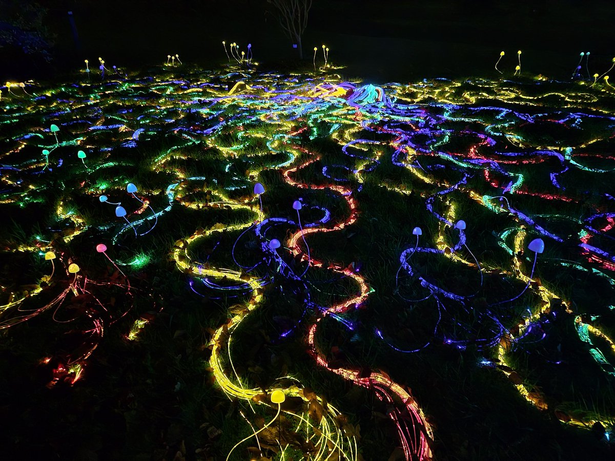 Christmas at Kew really upped its game this year. 👌 #ChristmasAtKew