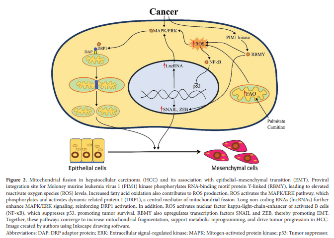 TD_ASP's tweet photo. 🥳New Review:  Convergence of epithelial-mesenchymal transition and mitochondrial dynamics: Mechanisms and therapeutic opportunities in cancer metastasis
✍️By: Harsh Dave, Binita Patel , and S. R. Kaid Johar 
👀Here: https://t.co/pUTSAMkFA5 https://t.co/6KtoJ7aRrA