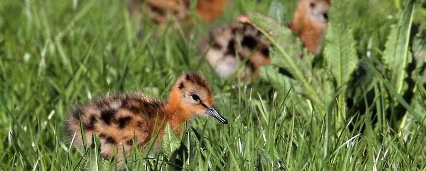NatureTodayNL tweet media